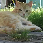 Pilzhof