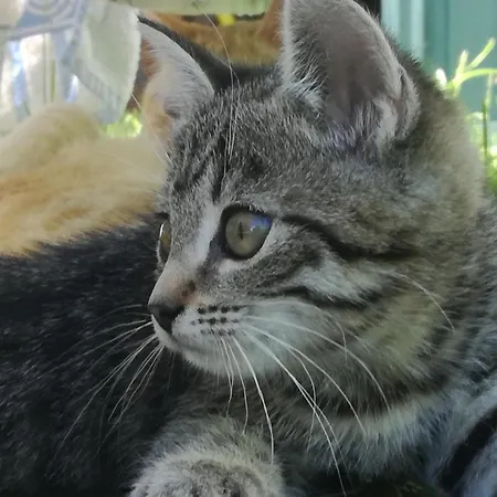 Apartament Pilzhof *