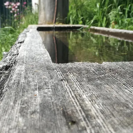 Pilzhof *